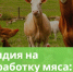 Стартовал приём заявок на субсидии для переработки мяса - Министерство АПК