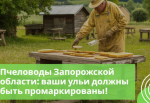 Маркировка пчёл в Запорожской области — важное правило для всех пчеловодов!