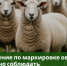 Призываем овцеводов и козоводов региона строго соблюдать правила маркировки! - Министерство АПК