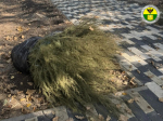 В Мелитополе в рамках акции «Сохраним лес» прошла высадка деревьев и кустарников.